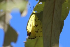 Eurema alitha