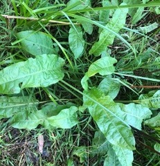 Rumex crispus
