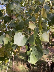 Populus fremontii