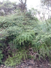 Gleichenia