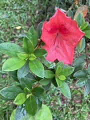 Rhododendron