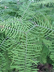 Gleichenia