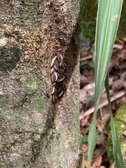 Calopteron
