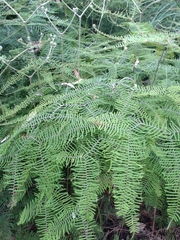 Gleichenia