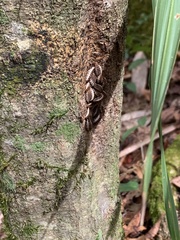 Calopteron