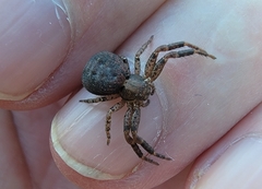Bassaniana utahensis