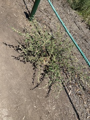 Sphaeralcea bonariensis