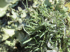 Heterodermia leucomelos