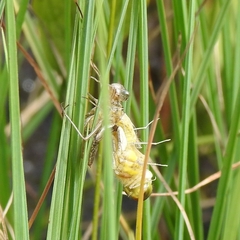 Sympetrum danae