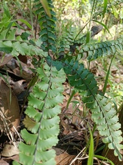 Adiantum