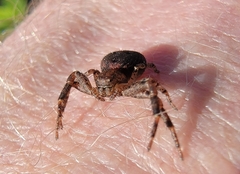Bassaniana utahensis
