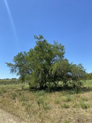 Celtis tala
