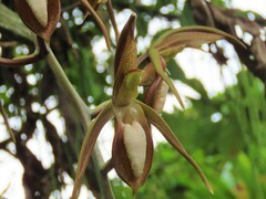 Catasetum tabulare