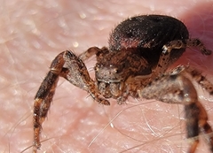Bassaniana utahensis