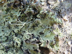 Parmotrema hypoleucinum