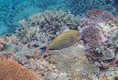 Acanthurus lineatus