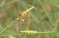 Belonogaster saussurei