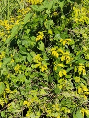Crotalaria agatiflora