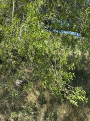 Celtis tala