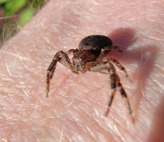 Bassaniana utahensis