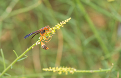 Belonogaster saussurei