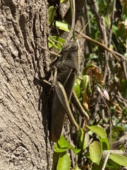 Schistocerca flavofasciata