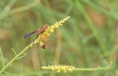 Belonogaster saussurei