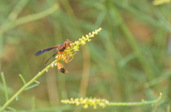 Belonogaster saussurei