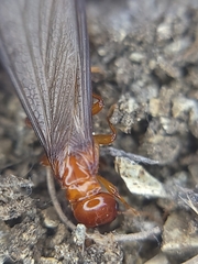 Zootermopsis