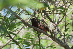 Coryphospingus cucullatus