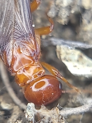Zootermopsis