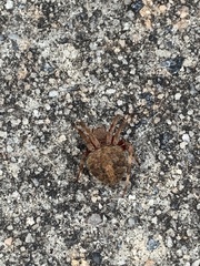 Neoscona crucifera