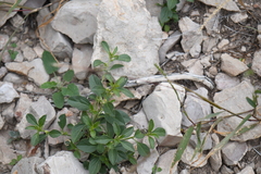Ditaxis serrata