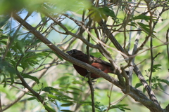 Coryphospingus cucullatus