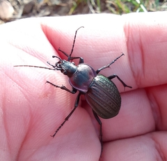 Carabus famini