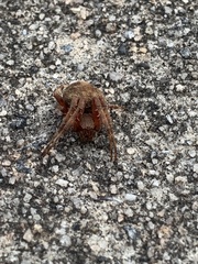 Neoscona crucifera