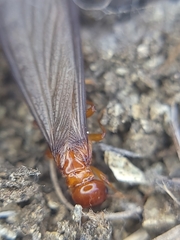 Zootermopsis
