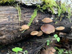 Rhodocollybia butyracea