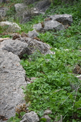 Mimophytum alienoides