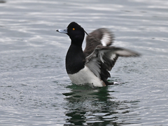 Aythya fuligula