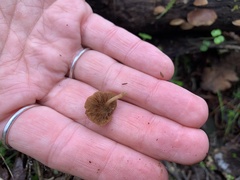 Rhodocollybia butyracea