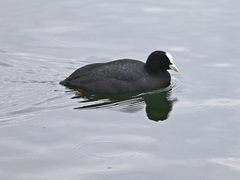 Fulica atra