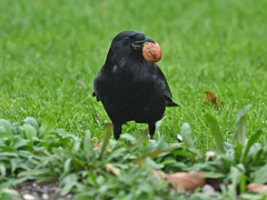 Corvus corone