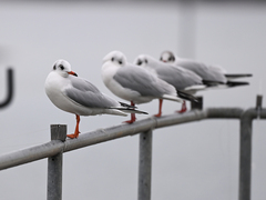 Chroicocephalus ridibundus