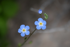 Mimophytum alienoides