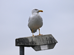 Larus michahellis