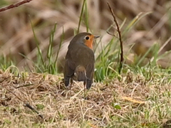 Erithacus rubecula