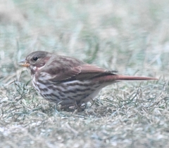 Passerella iliaca iliaca