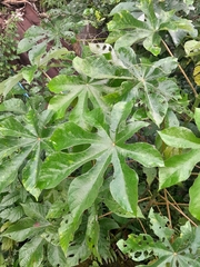 Cecropia peltata