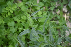 Cyphomeris gypsophiloides